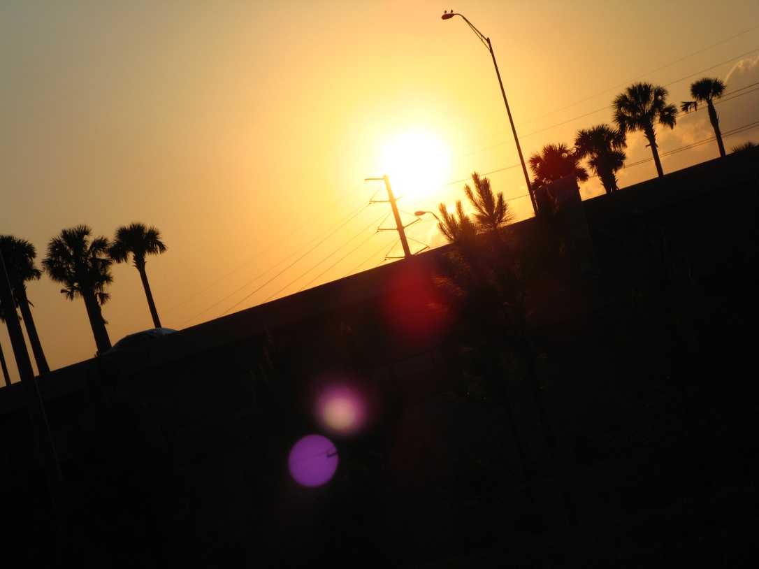 30 Day June Photo Challenge - Day 8 - Sunset - Florida palm trees and sun flare